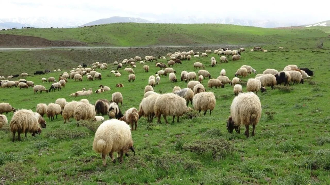 Elbistan çevresindeki merada otlayan küçükbaş koyunlar