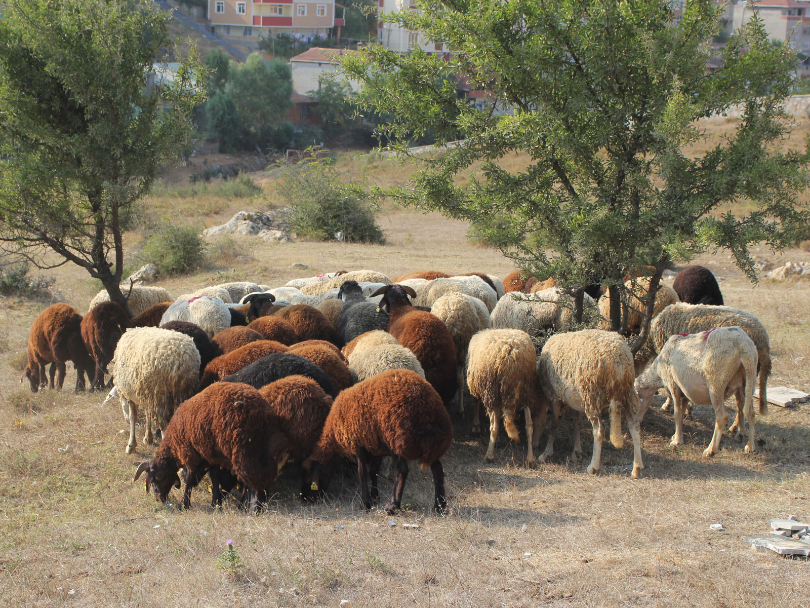Elbistan küçükbaş kurbanlık koyun sürüsü